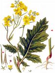 Acker-Senf - Sinapis arvensis L. 