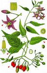 Bittersüßer Nachtschatten - Solanum dulcamara L. 