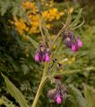 Common Comfrey - Symphytum officinale L.