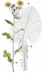 Krauses Greiskraut - Tephroseris crispa (Jacq.) Rchb. 