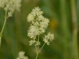 Shining Meadow-Rue - Thalictrum lucidum L.