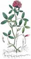 Mittlerer Klee - Trifolium medium L.