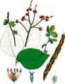 Wych Elm - Ulmus glabra Huds.