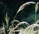 Spear Grass - Achnatherum calamagrostis (L.) P. Beauv.