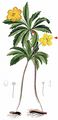 Yellow Anemone - Anemone ranunculoides L.
