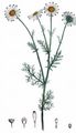 Stinking Chamomile - Anthemis cotula L.