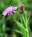 Schwärzliche Flockenblume - Centaurea nigrescens Willd.