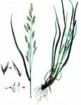Ährengrasähnliche Trespe - Ceratochloa cathartica (Vahl) Herter 
