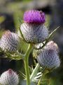 Wollköpfige Kratzdistel - Cirsium eriophorum (L.) Scop.