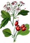 Zweigriffliger Weißdorn - Crataegus laevigata (Poir.) DC. 