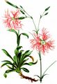 Fringed Pink - Dianthus superbus L.