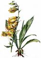 Yellow Foxglove - Digitalis grandiflora Mill.