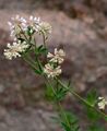  - Dorycnium pentaphyllum Scop.