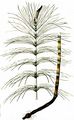 Great Horsetail - Equisetum telmateia Ehrh.