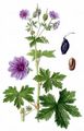 Bohemian Geranium - Geranium bohemicum L.