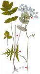 Österreichischer Bärenklau - Heracleum austriacum L. 