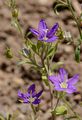 Large Venus's-Looking-Glass - Legousia speculum-veneris (L.) Chaix