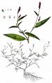 Floh-Knöterich - Persicaria maculosa Gray