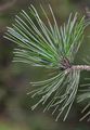 Arolla Pine - Pinus cembra L.
