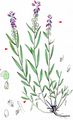 Tufted Milkwort - Polygala comosa Schkuhr