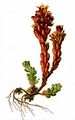 Schwärzliche Fetthenne - Sedum atratum L.