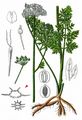Cambridge Milk-Parsley - Selinum carvifolia (L.) L.