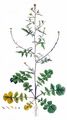 Hedge Mustard - Sisymbrium officinale (L.) Scop.
