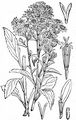 Gewöhnliche Goldrute - Solidago virgaurea L.
