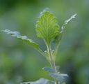 Edel-Gamander - Teucrium chamaedrys L.