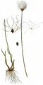 Alpen-Rasenbinse - Trichophorum alpinum (L.) Pers.