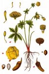 Trollblume - Trollius europaeus L. 
