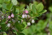 Rauschbeere - Vaccinium uliginosum L.