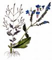 Vervain - Verbena officinalis L.