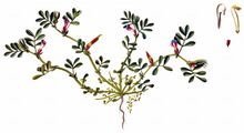 Spring Vetch - Vicia lathyroides L.