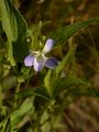 Hohes Veilchen - Viola elatior Fr.