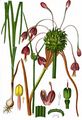 Gekielter Lauch - Allium carinatum L.