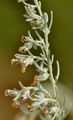 Österreichischer Beifuß - Artemisia austriaca Jacq.