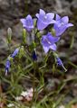 Rundblättrige Glockenblume - Campanula rotundifolia L.