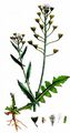 Shepherd's-Purse - Capsella bursa-pastoris (L.) Medik.