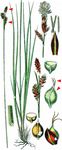 Schatten-Segge - Carex umbrosa Host 