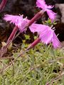Cheddar Pink - Dianthus gratianopolitanus Vill.