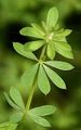  - Dorycnium pentaphyllum Scop.