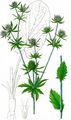Blue Eryngo - Eryngium planum L.