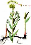 Glänzende Wolfsmilch - Euphorbia lucida Waldst. & Kit. 