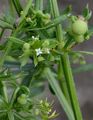 Dreihörniges Labkraut - Galium tricornutum Dandy