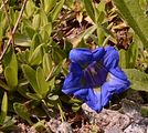 Stemless Gentian - Gentiana acaulis L.