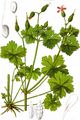 Shining Crane's-Bill - Geranium lucidum L.