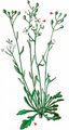 Kernera - Kernera saxatilis (L.) Sweet