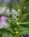 Acker-Feuerlilie - Lilium bulbiferum L.