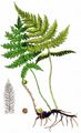 Beech Fern - Phegopteris connectilis (Michx.) Watt